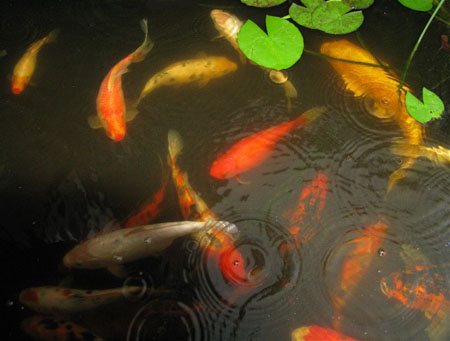 koipond