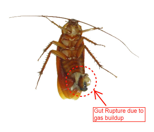 cockroach
